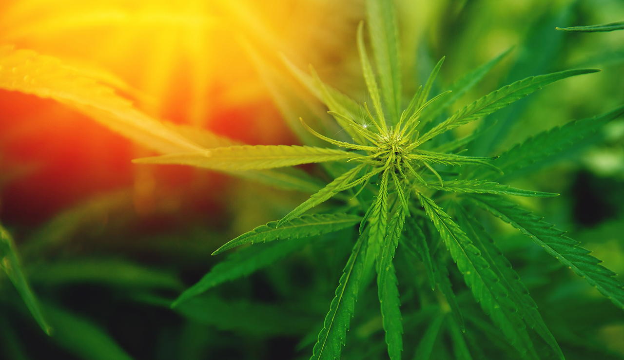 Grow-Depot-Virginia-The-Way-To-Grow