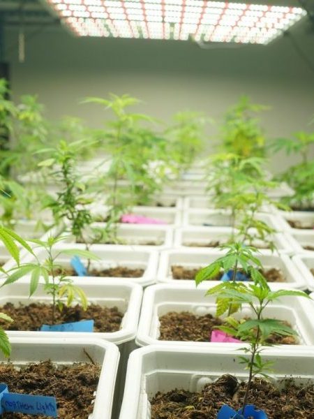 Grow Depot Fertilizers Grow Depot Fertilizers