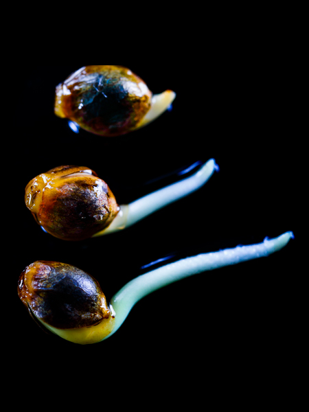 cannabis-seeds Seeds
