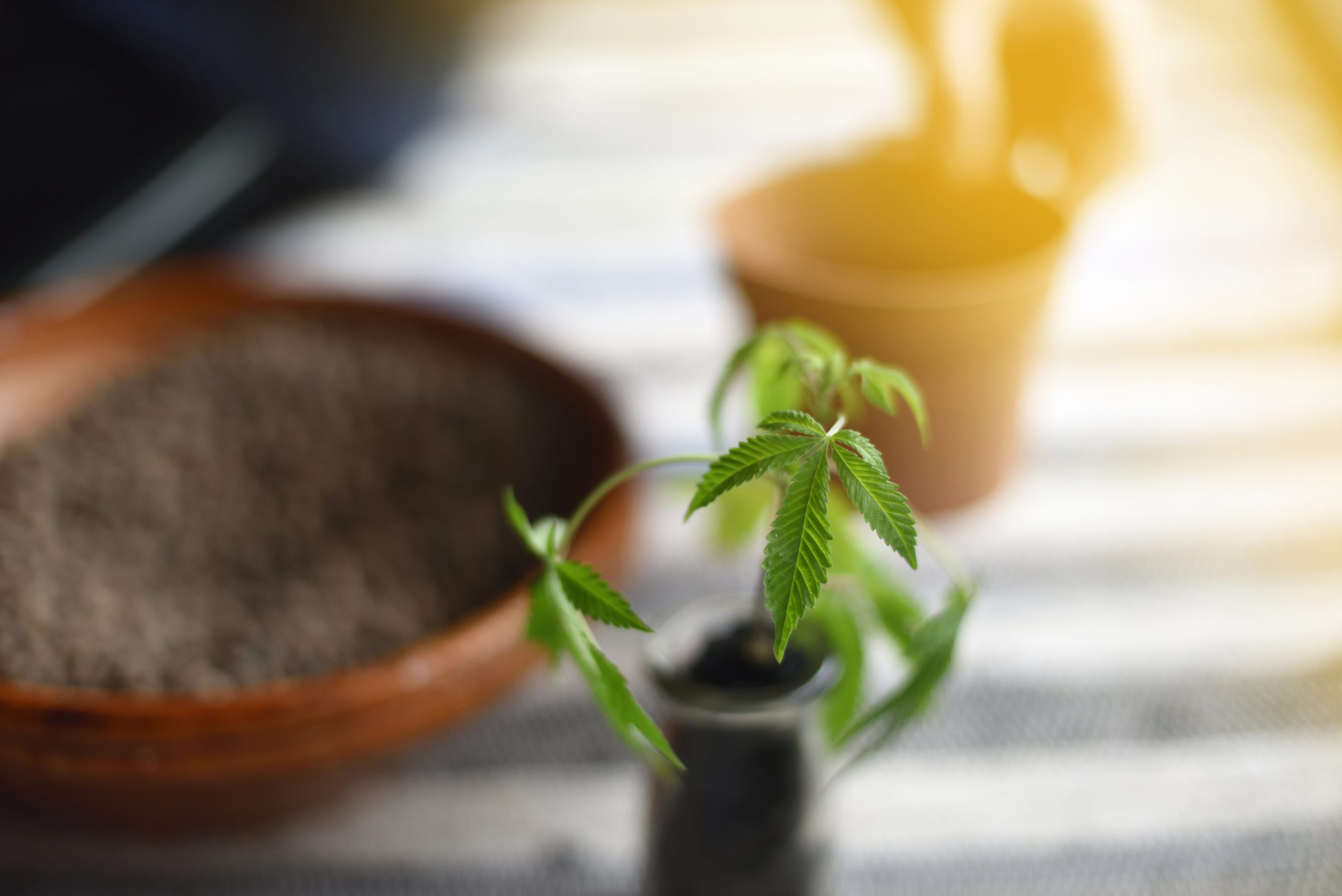 Cold Weather Growing Grow Depot