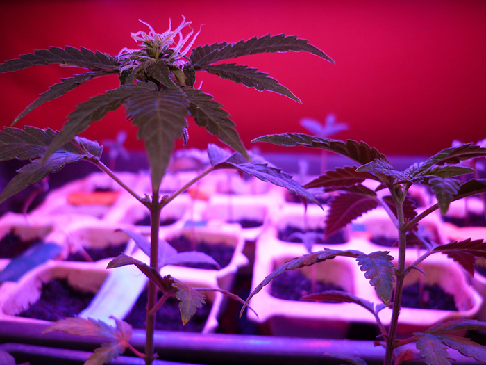 bring-in-the-clones-Grow-Depot